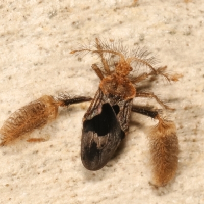 Ptilocnemus sidnicus (Feathered-leg assassin bug) at Lake Ginninderra - 27 Apr 2021 by kasiaaus