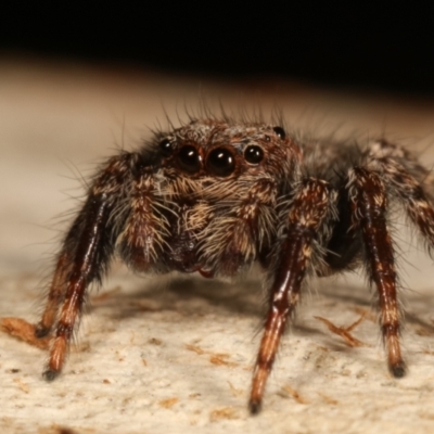 Servaea sp. (genus) (Unidentified Servaea jumping spider) at Lake Ginninderra - 27 Apr 2021 by kasiaaus
