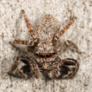 Servaea sp. (genus) at Belconnen, ACT - 27 Apr 2021 01:23 PM