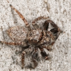 Servaea sp. (genus) at Belconnen, ACT - 27 Apr 2021 01:23 PM