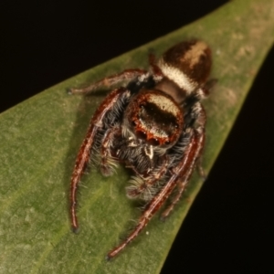 Opisthoncus grassator at Belconnen, ACT - 27 Apr 2021