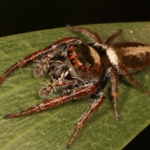 Opisthoncus grassator at Belconnen, ACT - 27 Apr 2021