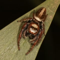 Opisthoncus grassator at Belconnen, ACT - 27 Apr 2021