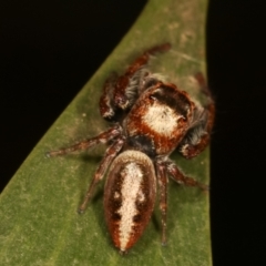 Opisthoncus grassator at Belconnen, ACT - 27 Apr 2021