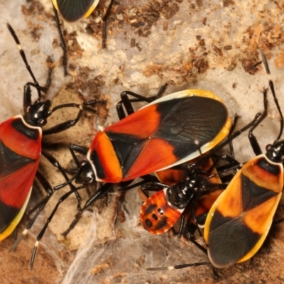 Dindymus versicolor (Harlequin Bug) at Lake Ginninderra - 27 Apr 2021 by kasiaaus