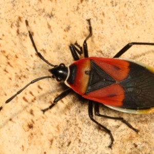 Dindymus versicolor at Belconnen, ACT - 27 Apr 2021 01:37 PM