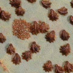 Spondyliaspis plicatuloides (Shell Lerps) at Belconnen, ACT - 27 Apr 2021 by kasiaaus