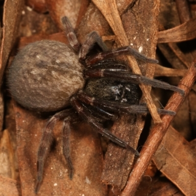 Badumna sp. (genus) (Lattice-web spider) at Lake Ginninderra - 27 Apr 2021 by kasiaaus
