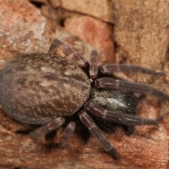 Badumna (genus) at Belconnen, ACT - 27 Apr 2021 02:04 PM