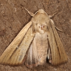 Leucania diatrecta (A Noctuid moth) at Melba, ACT - 27 Apr 2021 by kasiaaus