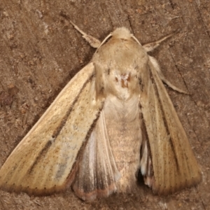 Leucania diatrecta at Melba, ACT - 27 Apr 2021