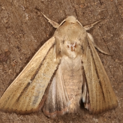 Leucania diatrecta (A Noctuid moth) at Melba, ACT - 27 Apr 2021 by kasiaaus