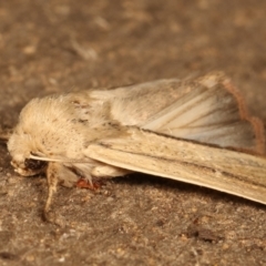 Leucania diatrecta at Melba, ACT - 27 Apr 2021