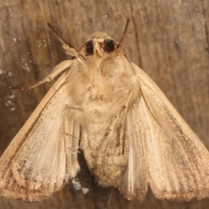 Leucania diatrecta at Melba, ACT - 27 Apr 2021