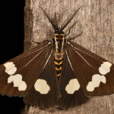 Nyctemera amicus (Senecio Moth, Magpie Moth, Cineraria Moth) at Melba, ACT - 27 Apr 2021 by kasiaaus