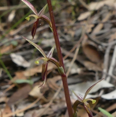 Acianthus exsertus (Large Mosquito Orchid) at  - suppressed by Curiosity