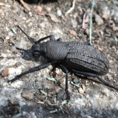 Talaurinus sp. (genus) (Talaurinus ground weevil) at Cotter River, ACT - 14 Apr 2021 by Tapirlord