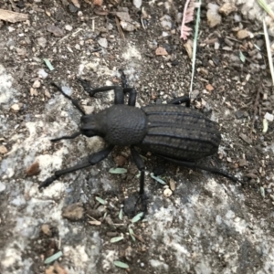 Talaurinus sp. (genus) at Cotter River, ACT - 14 Apr 2021 01:59 PM