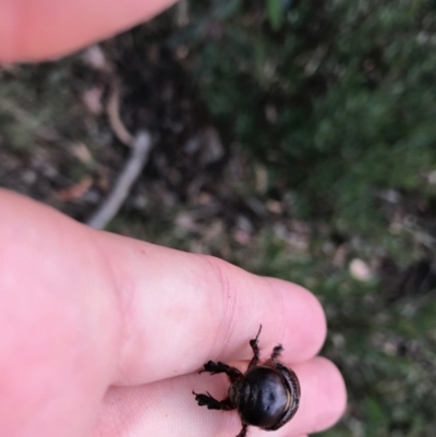 Dynastinae (subfamily) (Unidentified rhinoceros or elephant beetle) at Cotter River, ACT - 14 Apr 2021 by Tapirlord