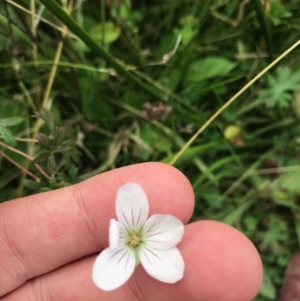 Geranium neglectum at Paddys River, ACT - 14 Apr 2021