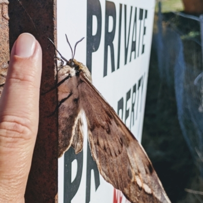 Chelepteryx collesi (White-stemmed Gum Moth) at Greenway, ACT - 2 May 2021 by jeremyahagan