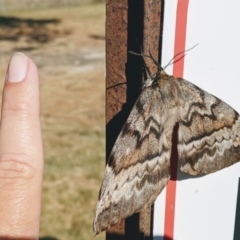 Chelepteryx collesi at Greenway, ACT - 3 May 2021 09:30 AM