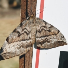 Chelepteryx collesi at Greenway, ACT - 3 May 2021 09:30 AM