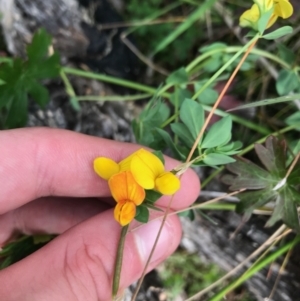 Lotus corniculatus at Paddys River, ACT - 14 Apr 2021 02:43 PM