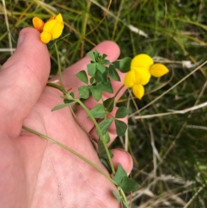 Lotus corniculatus at Paddys River, ACT - 14 Apr 2021 02:43 PM