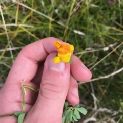 Lotus corniculatus at Paddys River, ACT - 14 Apr 2021 02:43 PM