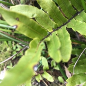 Blechnum wattsii at Paddys River, ACT - 14 Apr 2021