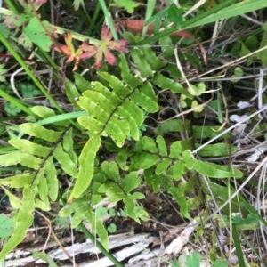 Blechnum wattsii at Paddys River, ACT - 14 Apr 2021 02:43 PM