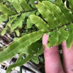 Blechnum wattsii at Paddys River, ACT - 14 Apr 2021 02:43 PM