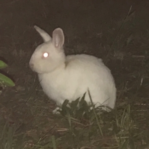 Oryctolagus cuniculus at Garran, ACT - 14 Apr 2021 08:59 PM