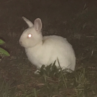 Oryctolagus cuniculus (European Rabbit) at Garran, ACT - 14 Apr 2021 by Tapirlord