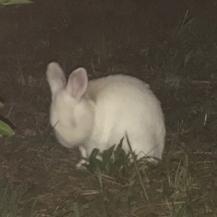 Oryctolagus cuniculus at Garran, ACT - 14 Apr 2021 08:59 PM