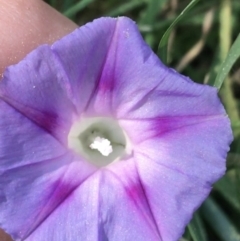 Ipomoea purpurea (Common Morning Glory) at Haig Park - 2 May 2021 by Ned_Johnston