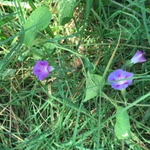 Ipomoea purpurea at Turner, ACT - 2 May 2021 12:53 PM