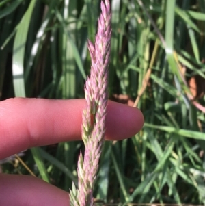 Holcus lanatus at Yarralumla, ACT - 2 May 2021