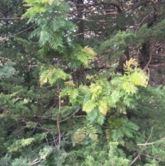 Grevillea robusta at Yarralumla, ACT - 2 May 2021