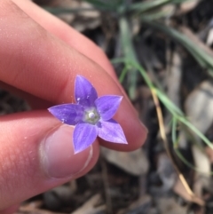 Wahlenbergia capillaris (Tufted Bluebell) at Lake Burley Griffin West - 2 May 2021 by Ned_Johnston