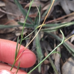 Wahlenbergia capillaris at Lake Burley Griffin West - 2 May 2021