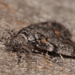 Smyriodes undescribed species nr aplectaria at Melba, ACT - 29 Apr 2021 08:49 AM