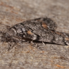 Smyriodes undescribed species nr aplectaria at Melba, ACT - 29 Apr 2021 08:49 AM