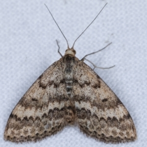 Scopula rubraria at Melba, ACT - 29 Apr 2021 11:32 PM