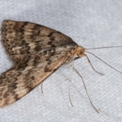 Scopula rubraria at Melba, ACT - 29 Apr 2021 11:32 PM