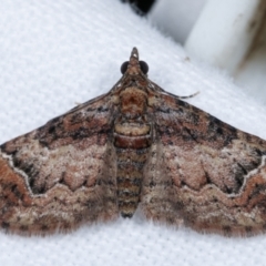 Mnesiloba eupitheciata (Montane Carpet) at Melba, ACT - 30 Apr 2021 by kasiaaus