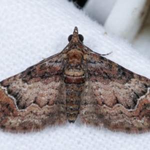 Mnesiloba eupitheciata at Melba, ACT - 30 Apr 2021 11:34 PM