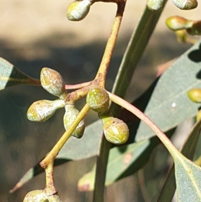 Eucalyptus rubida subsp. rubida (Candlebark) at Mount Painter - 3 May 2021 by drakes