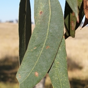 Eucalyptus rubida subsp. rubida at Cook, ACT - 3 May 2021